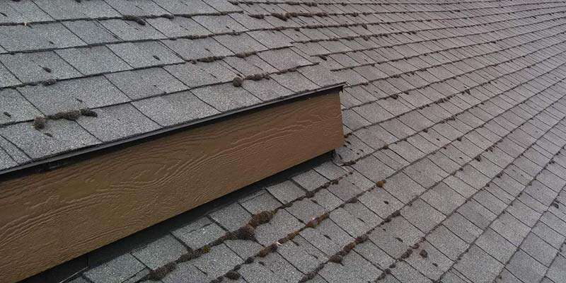 Moss infested shingles on roof
