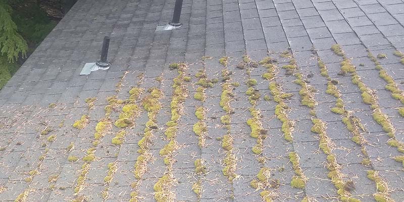 How fast does roof moss grow